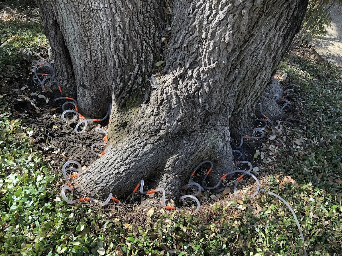 Detailed Tree Cabling and Bracing job site in Packwood
